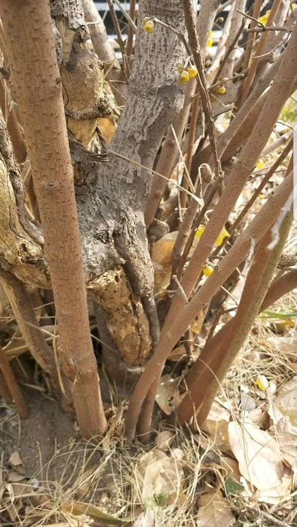 为什么说腊梅下山桩