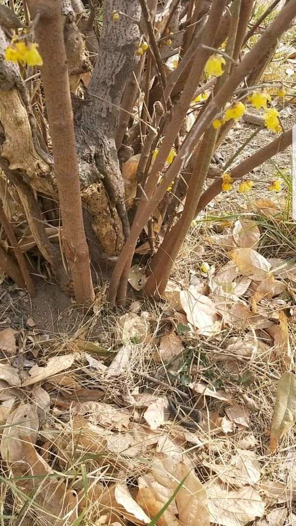 为什么说腊梅下山桩