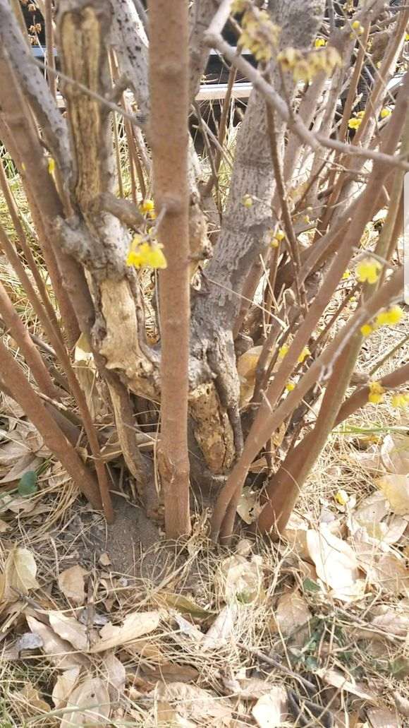 为什么说腊梅下山桩