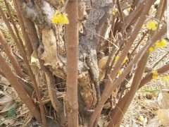 为什么说腊梅下山桩 没有什么价值