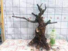 清香木下山桩好栽活吗 要注意什么 图片