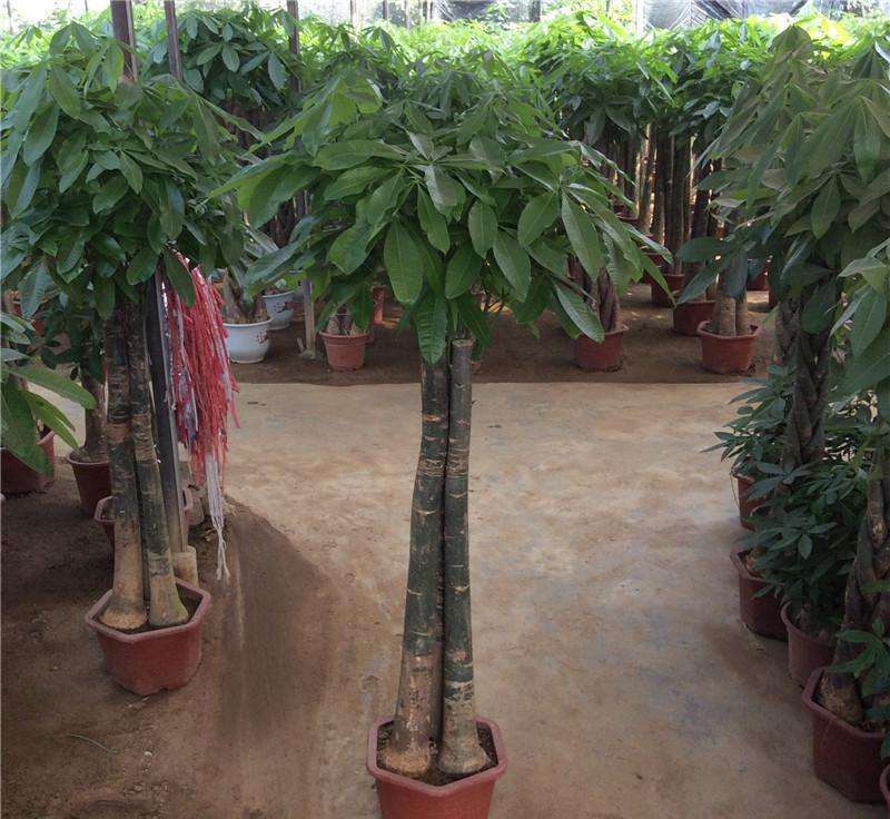 我的发财树下山桩树树桩种了5个月了