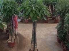 我的发财树下山桩种了5个月了 没有长根