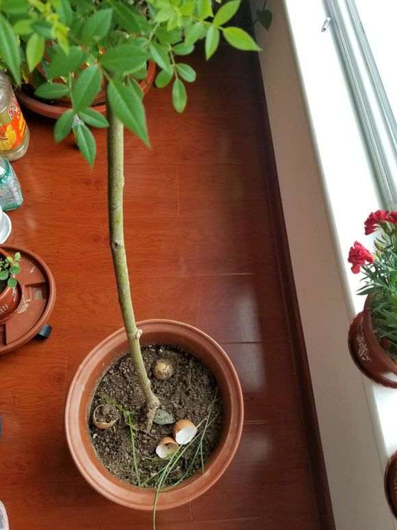 月季树桩下山桩发芽后疯长