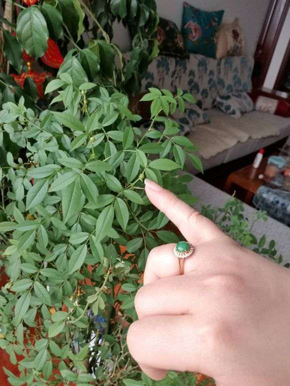 月季树桩下山桩发芽后疯长