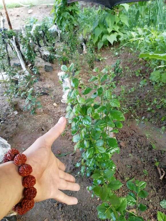 月季树桩下山桩发芽后疯长