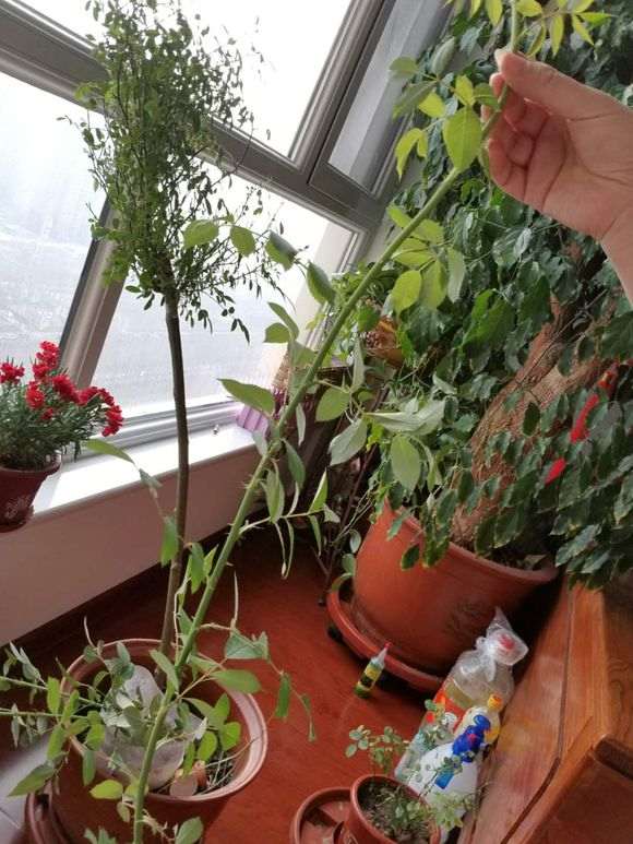 月季树桩下山桩发芽后疯长