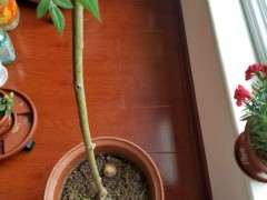 月季树桩下山桩发芽后疯长 怎么办 图片