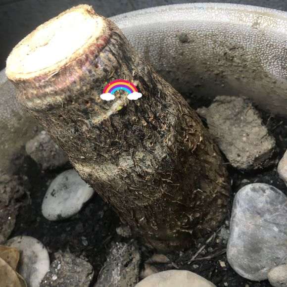 发财树下山桩有新芽出来 能救活吗