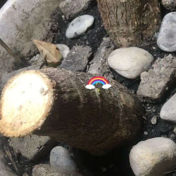 发财树下山桩有新芽出来 能救活吗