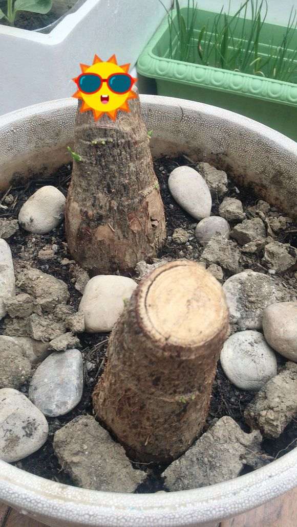 发财树下山桩有新芽出来 能救活吗