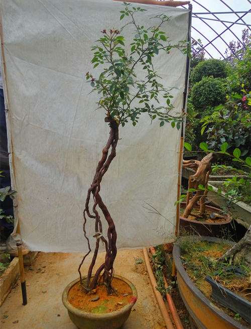 今年种月季下山桩的多