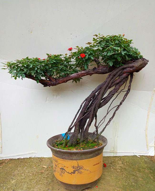 今年种月季下山桩的多