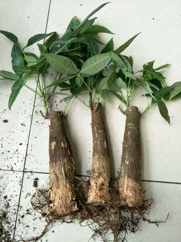 发财树下山桩不带原土能载活吗