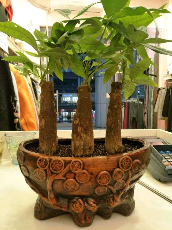 发财树下山桩不带原土能载活吗