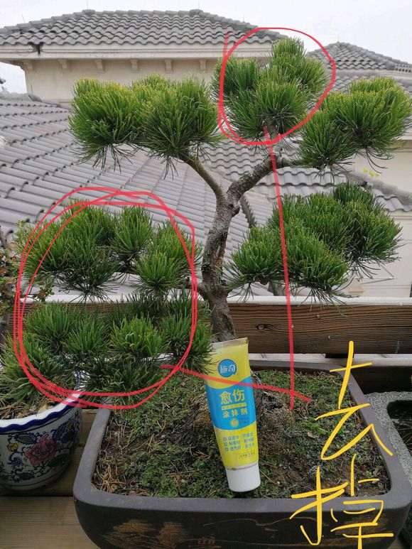 新入的松树下山桩 不知道是什么松 图片