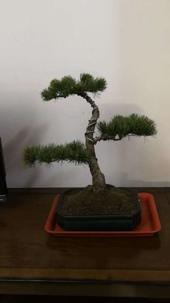 新入的松树下山桩 不知道是什么松 图片