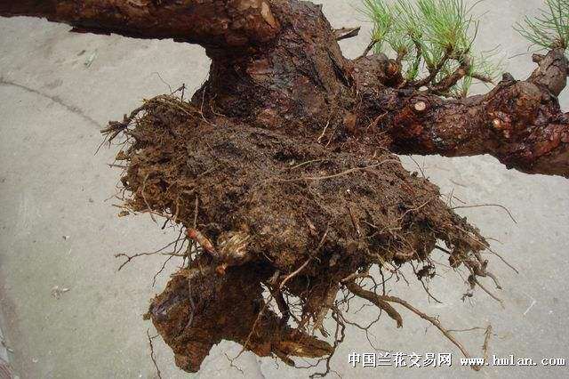 如何栽植松树下山桩成活率最高