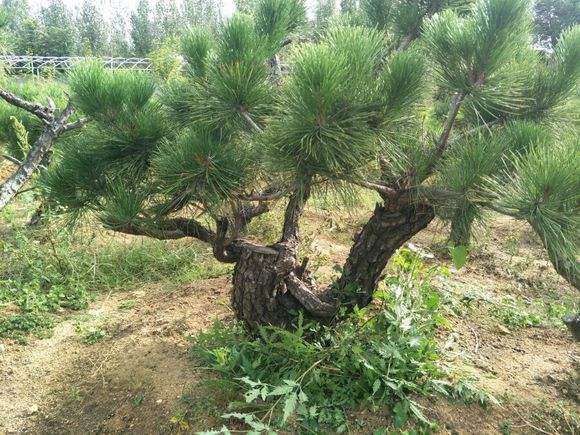 如何栽植松树下山桩成活率最高