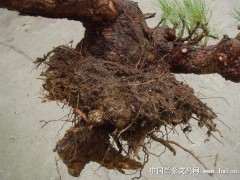 如何栽植松树下山桩成活率最高 图片