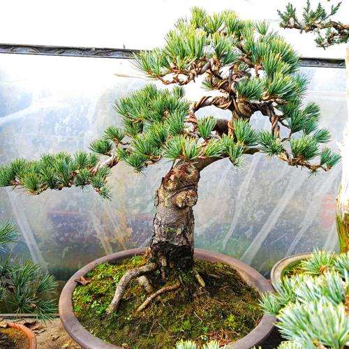 长特别快速的松树下山桩是什么品种