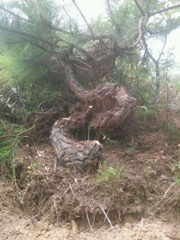 为什么养护松树下山桩要多喷水 图片