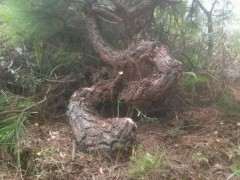 为什么养护松树下山桩要多喷水 图片