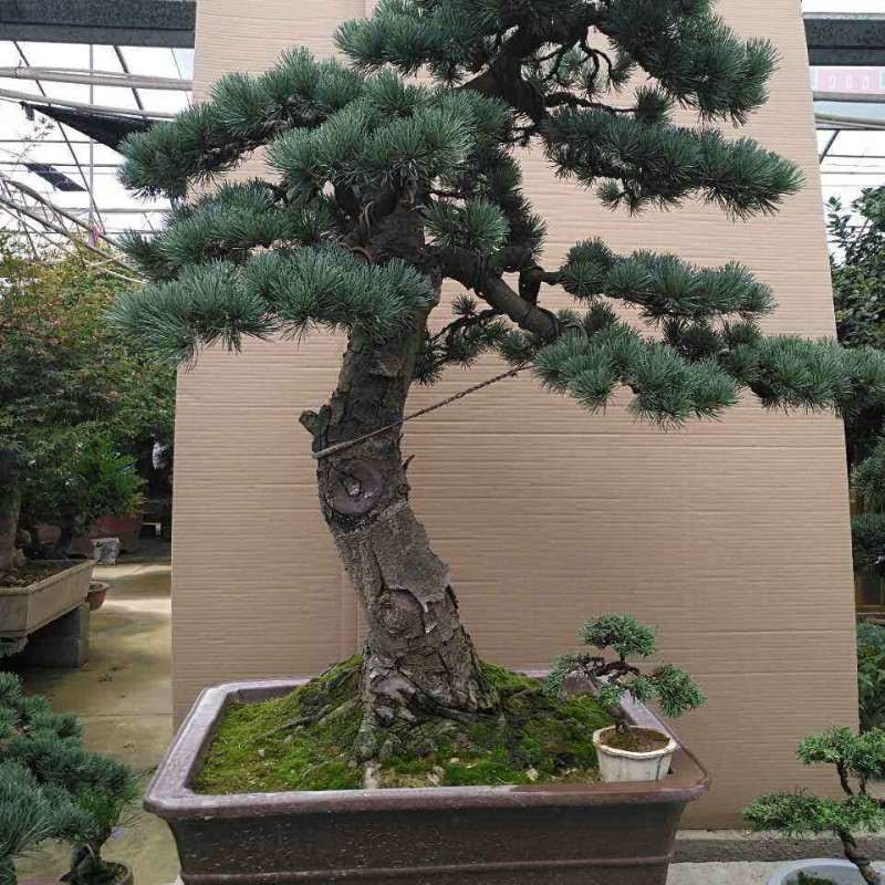 哪里有卖松树下山桩的 或者联系方式