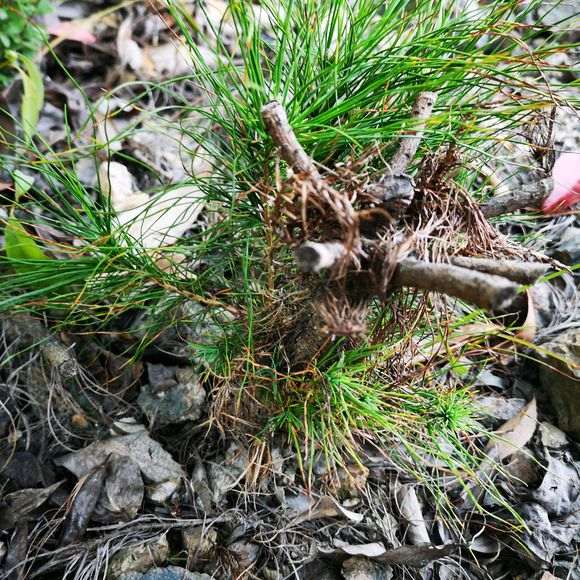 杭州地区的松树下山桩是什么品种