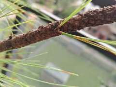 为什么松树下山桩的枝干会萌芽 图片