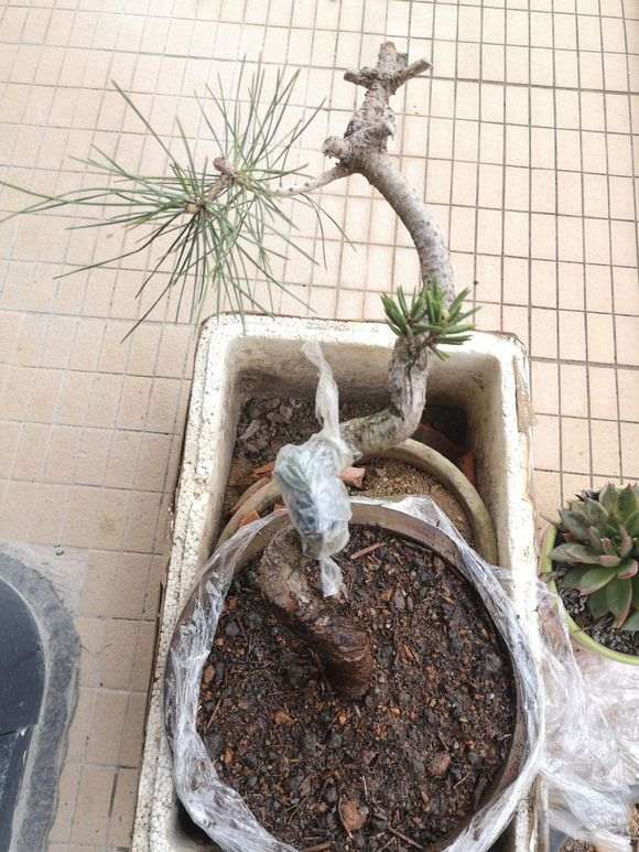 松树下山桩一般种下多久才可确认成活