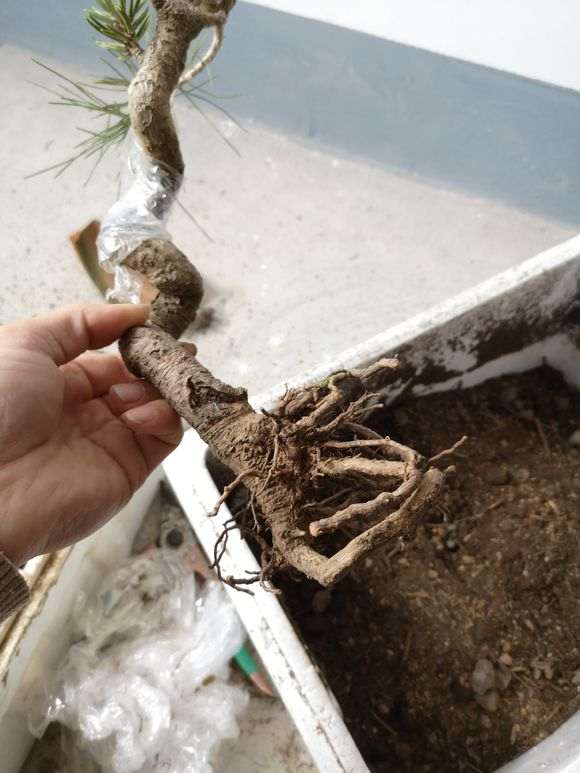 松树下山桩一般种下多久才可确认成活