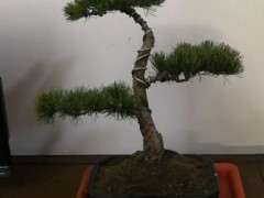 新入的松树下山桩 不知道是什么松 图片