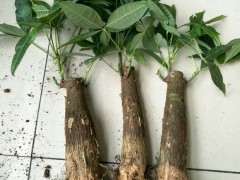 发财树下山桩不带原土能载活吗 图片