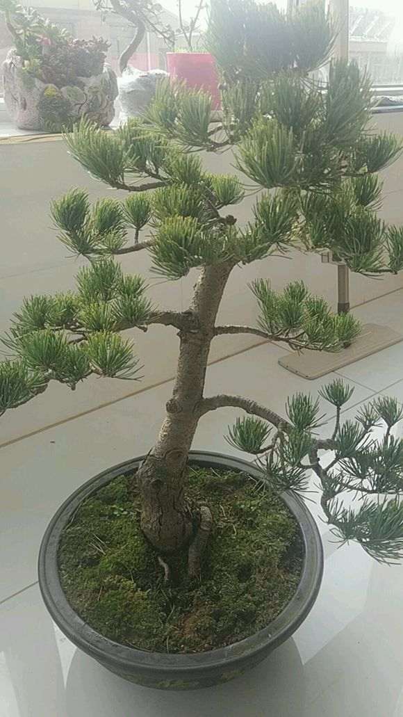 一盆松树下山桩