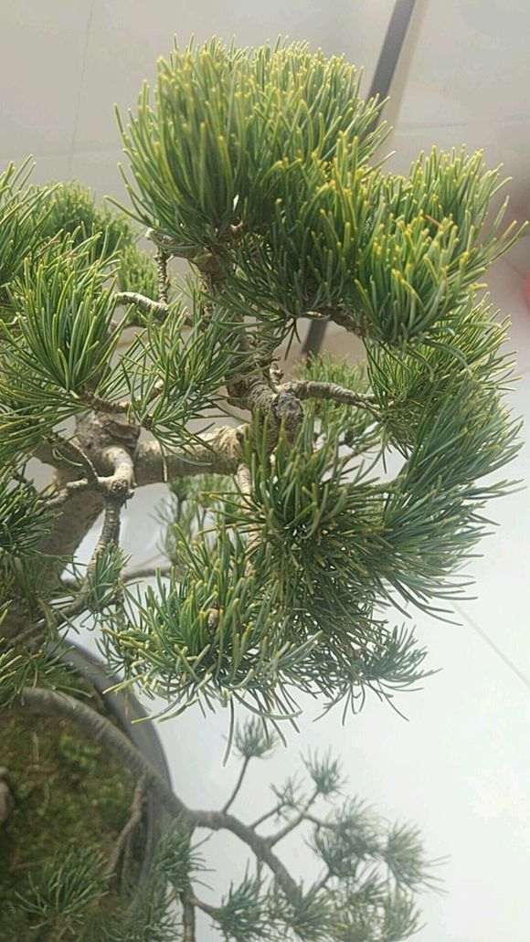 一盆松树下山桩