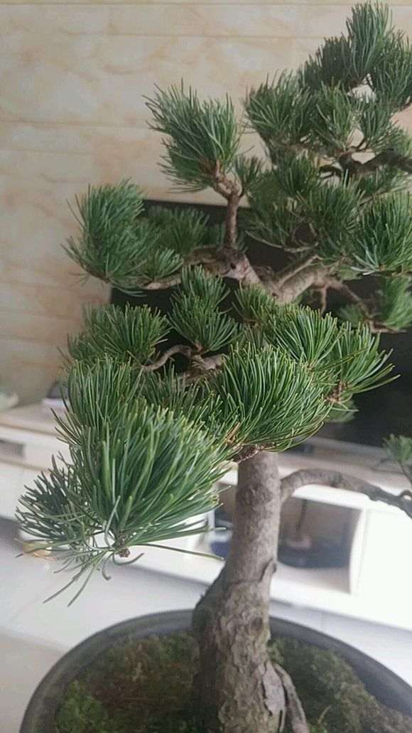 一盆松树下山桩