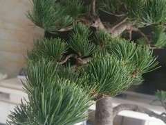 一盆松树下山桩  大家帮忙看看 可以吗