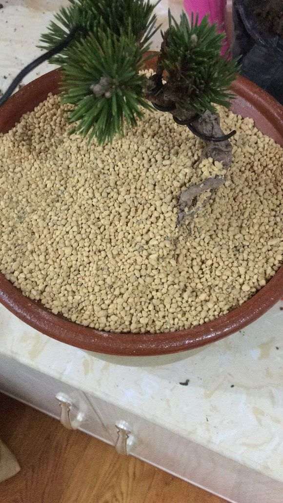 种松树下山桩用赤玉土 好还是鹿沼土好啊