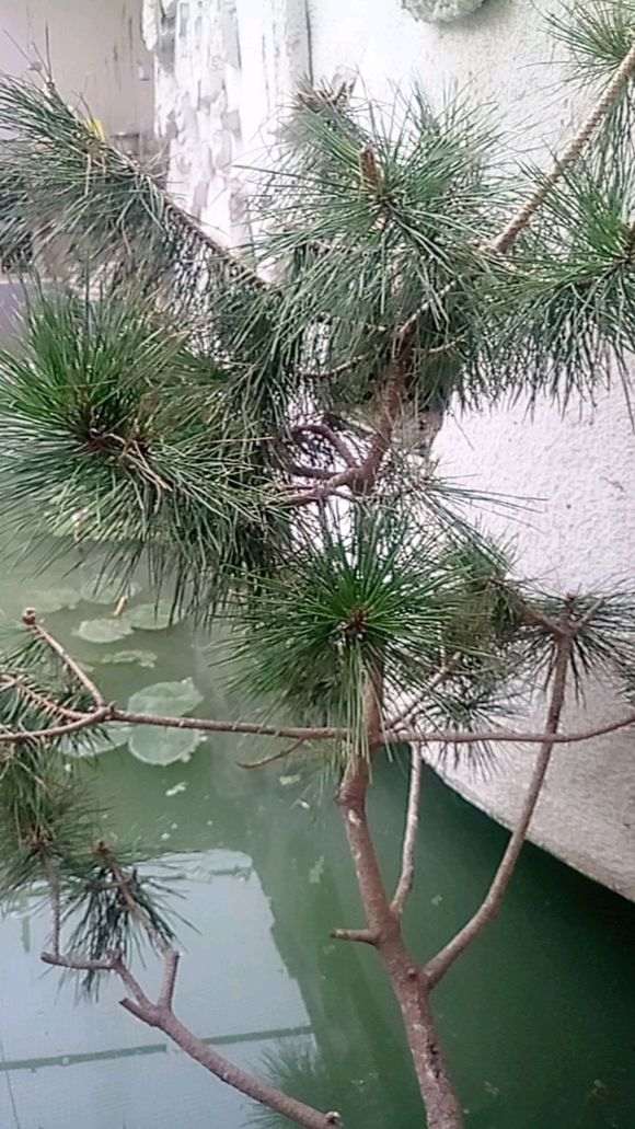 我的松树下山桩不茂盛怎么回事