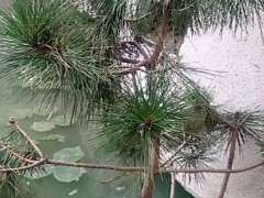 我的松树下山桩不茂盛怎么回事