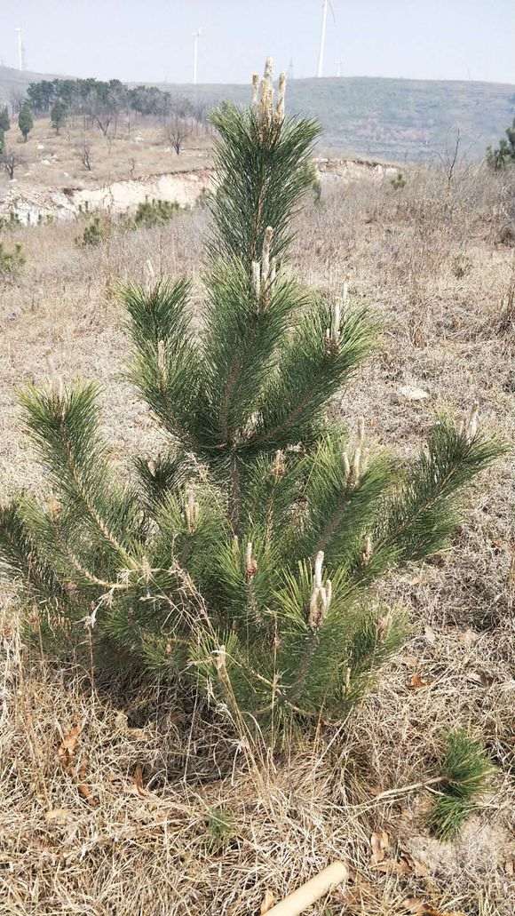 家乡的松树下山桩是什么松