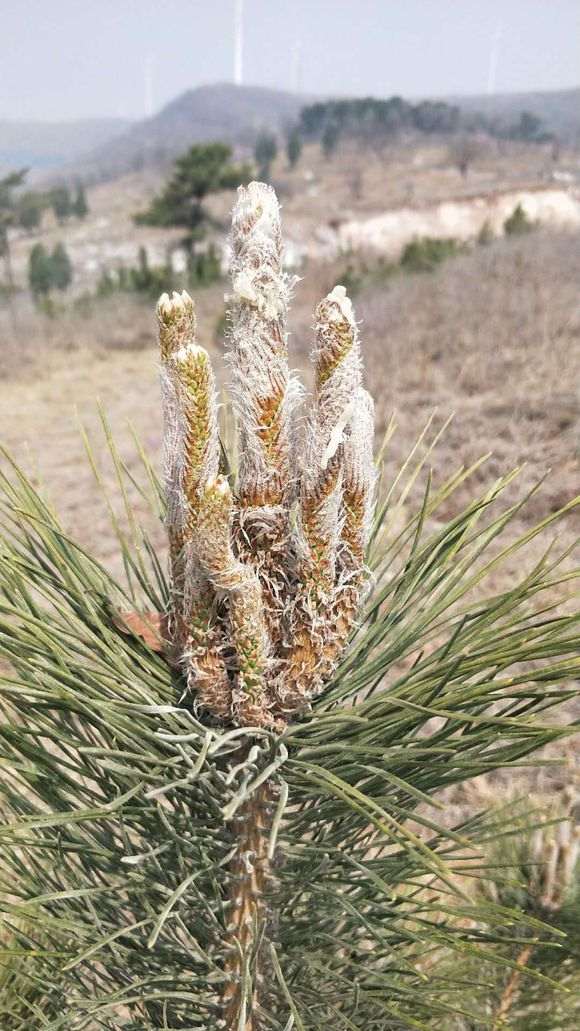 家乡的松树下山桩是什么松