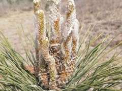 家乡的松树下山桩是什么松