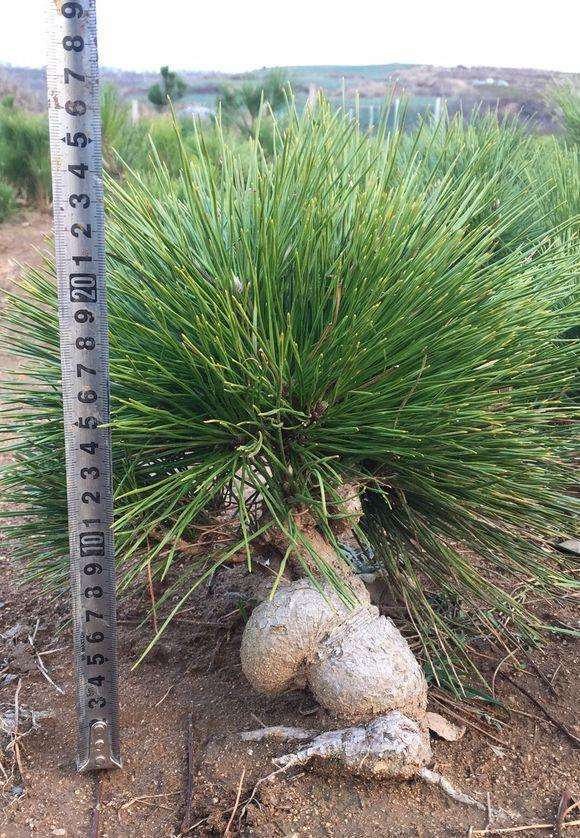 为什么家中不能栽松树下山桩 图片