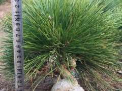 为什么家中不能栽松树下山桩 图片