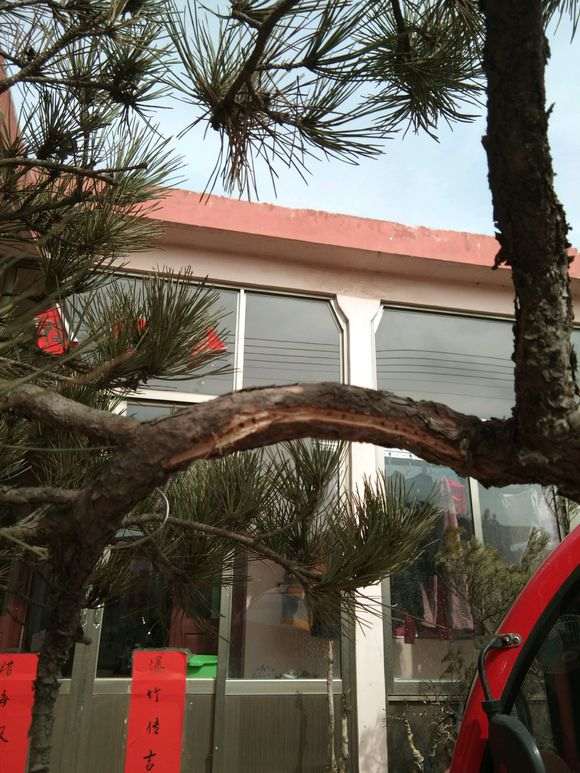 松树下山桩怎么开槽拿弯造型的方法