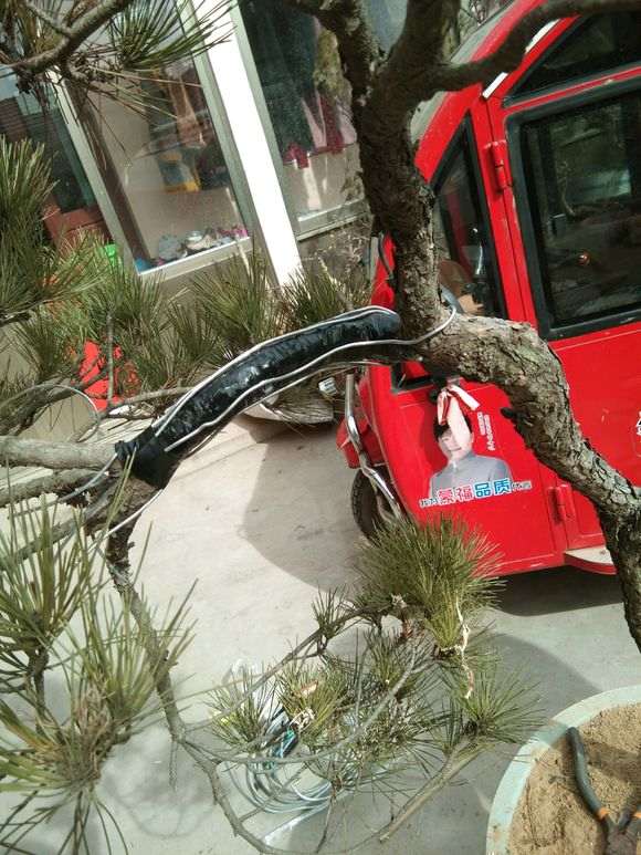 松树下山桩怎么开槽拿弯造型的方法