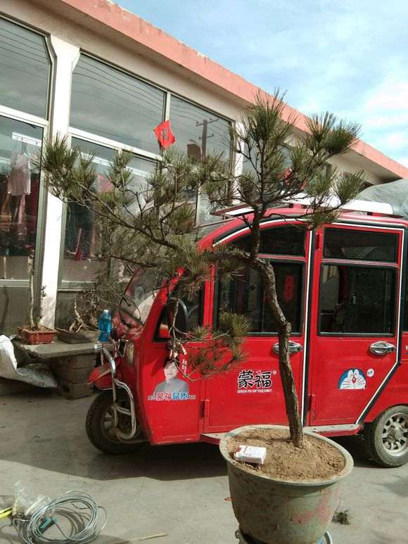 松树下山桩怎么开槽拿弯造型的方法