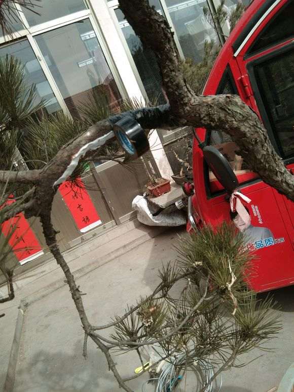 松树下山桩怎么开槽拿弯造型的方法